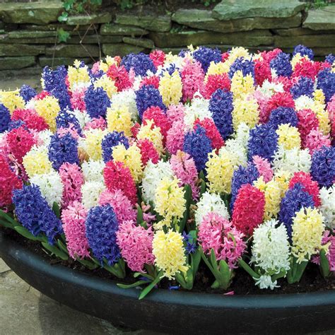 van bourgondien bulbs|van bourgondien bulb catalog.